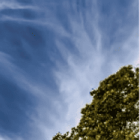 the top of a tree